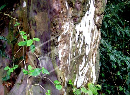 梧州岑溪珍稀植物红豆杉